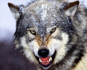 Bared Teeth - Grey Wolf