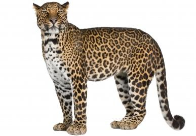 foto av en leopard
