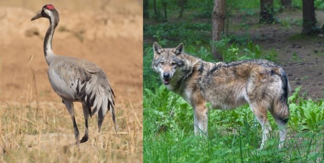 foto av en trane og en ulv