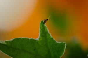 Naturfotografi av et grønt blad på oransje bakgrunn. På bladet kan man skimte en liten maur.