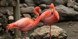 Bilder av to flamingoer