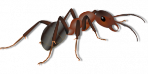 illustrasjon av en maur