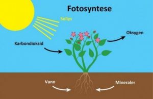 Illustrasjon av fotosyntesen