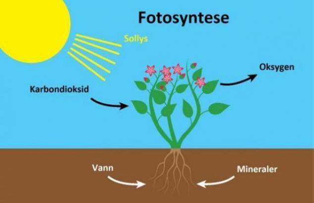 Illustrasjon av fotosyntesen