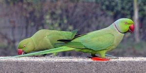Bilde av to grønne papagøyer