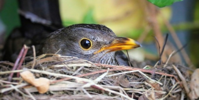 Bilde av en fugl i et rede