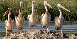 Bilde av fem pelikaner på et stein i et vann, med siv i bakgrunnen