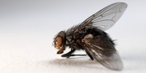 Bilde av en flue