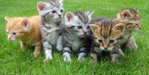 Fem kattunger i gresset