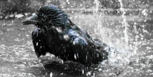 En kråke som bader, vanndråper spruter