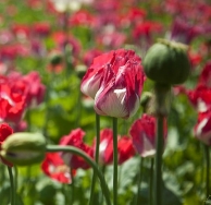 Bilde av opium, anlegg, felt, eng, rosa blomst og kapsel.