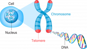 Telomere Chromosone fancytapis