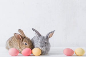 En grå og en brun hare med 4 egg foran