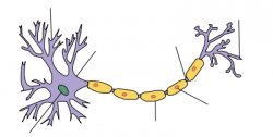 Bilde av nerveceller
