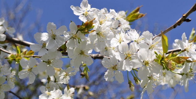 våren wikimedia commons