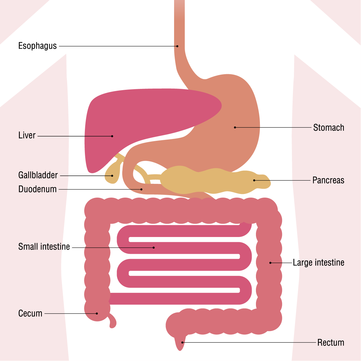 human digestive organs metamorworks