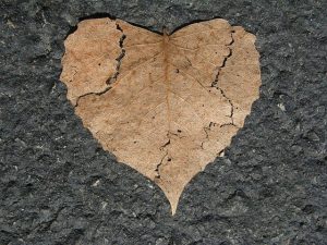 foto av et blad formet som et hjerte