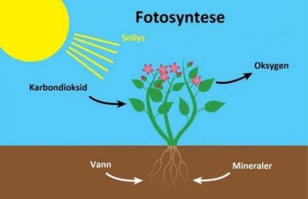 Fotosyntesen Fotos ntesis P Spansk Morsm l no Fotosyntesen Fotos ntesis P Spansk Morsm l no