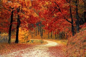 Bilde som viser trerne i høsten