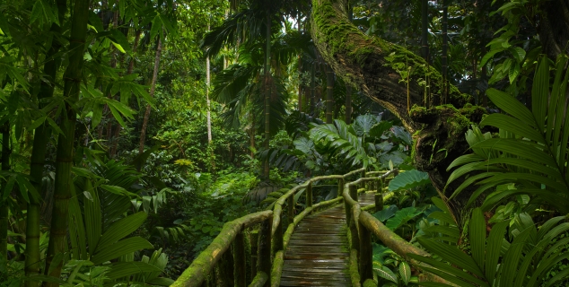 Bilde av grønne planter i en regnskog