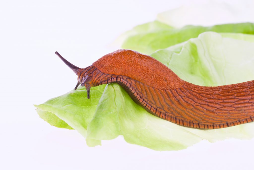 En snegle spiser et blad