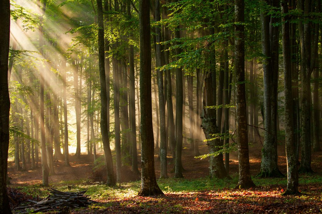 Sollys som lyser i en skog