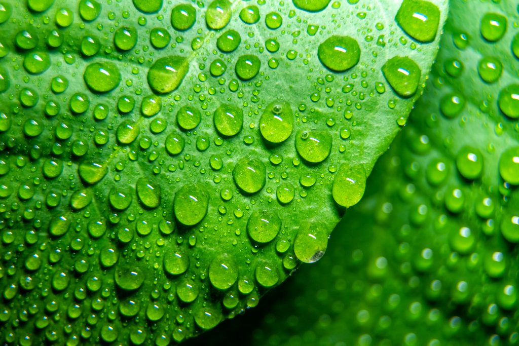 Et grønt blad med vanndråper på