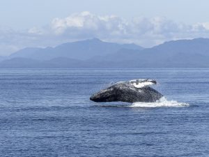 Bilde som vider en hval i havet