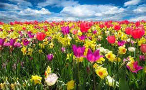 Bilde som inneholder ulike type blomster, tulipaner