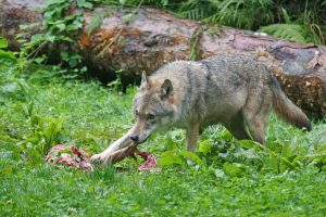 Bilde som viser en ulv spise annet dyr, natur
