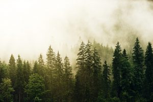 Bilde som viser skog, barskog