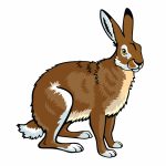sittende brun hare på hvitt