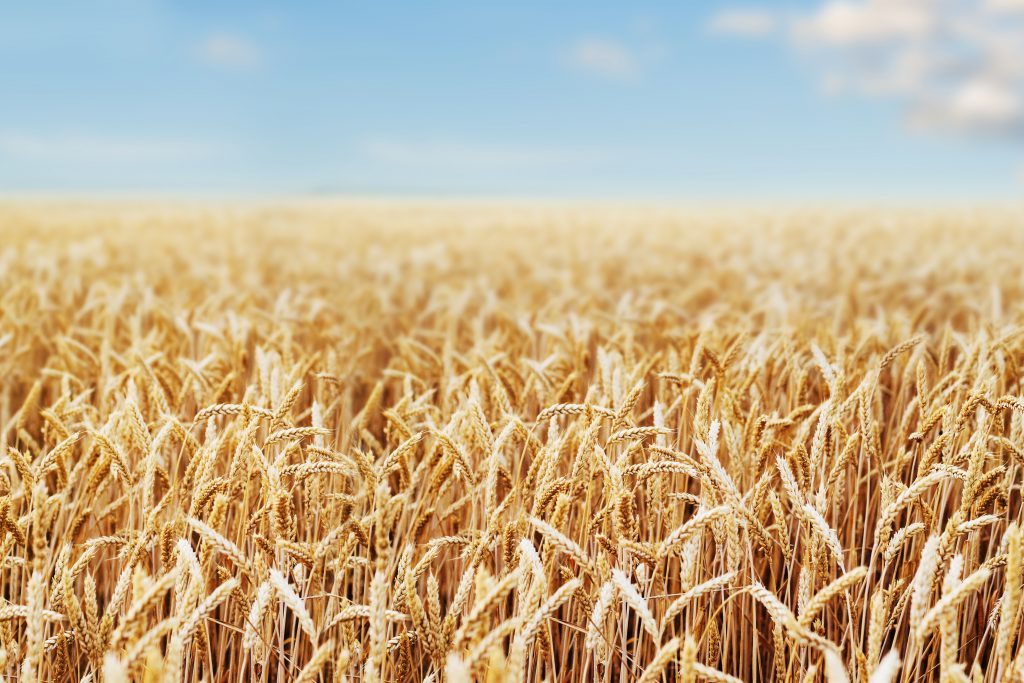 Bilde av hvete korn