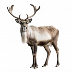 et bilde av et reinsdyr