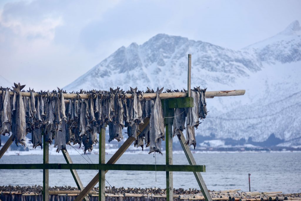 Fotografi av vinterlandskap med fjell og sjø. Fjellene er dekket av snø. I vannkanten henger mange fisk til tørk på et stativ som er laget av trestokker.