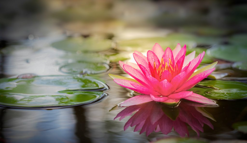 Bilde av en lotusblomst i vannflaten, En rose blomst med gule pollenbærere. Det ligger grønne blader i vannoverflaten