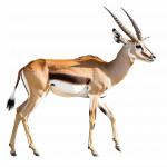 fotografi av antilope