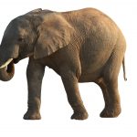 Fotografi av en elefant