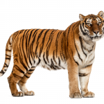 Fotografi av en tiger