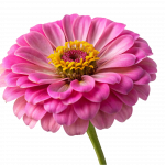 Fotografi av en rosa blomst som er gul i midten
