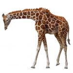Fotografi av en giraff