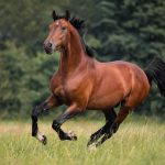 bilde av en hest