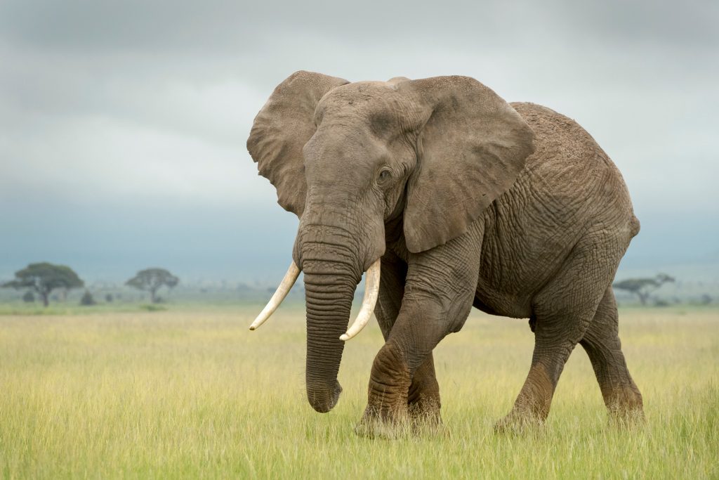 bilde av en elefant