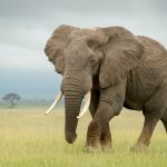 bilde av en elefant