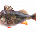 bilde av en fisk med orange finner