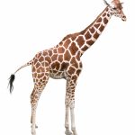 bilde av en giraff