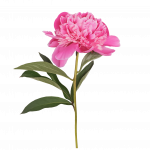 bilde av en rosa blomst
