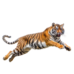 Springende tiger, gjennomsiktig bakgrunn
