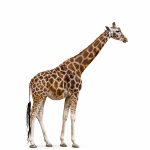 bilde av giraff
