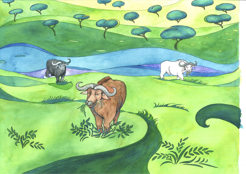 Bilde av tre okser som beiter på gresset